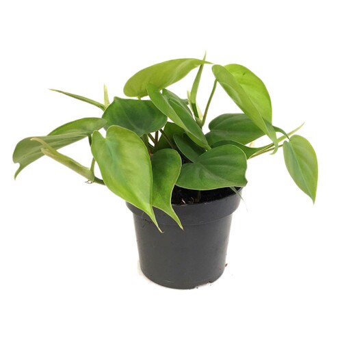 Single Live Plant Climber